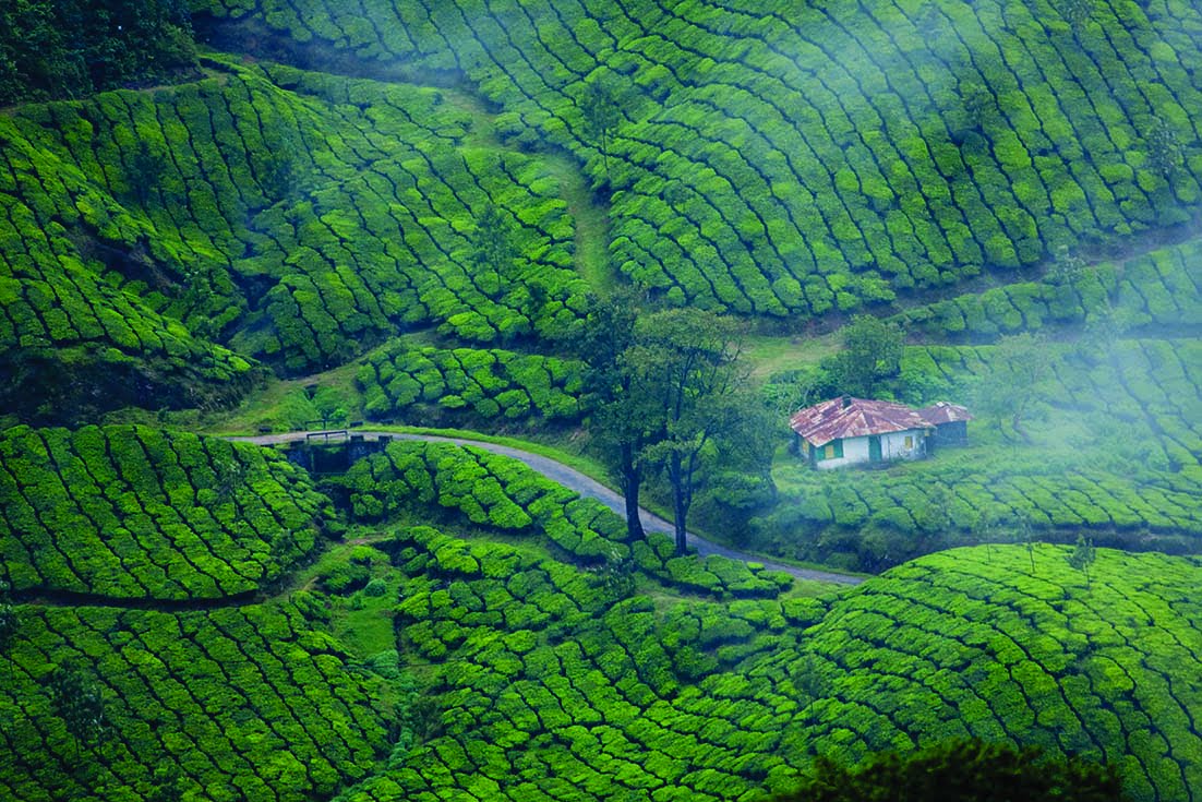 Kerala Tour Package - munnar-2 - Angela Holidays