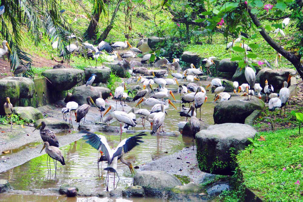 Birds park Kuala Lumpur