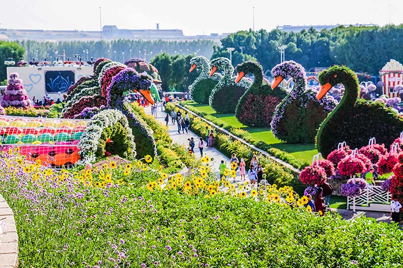 Miracle Flower Garde D-ubai