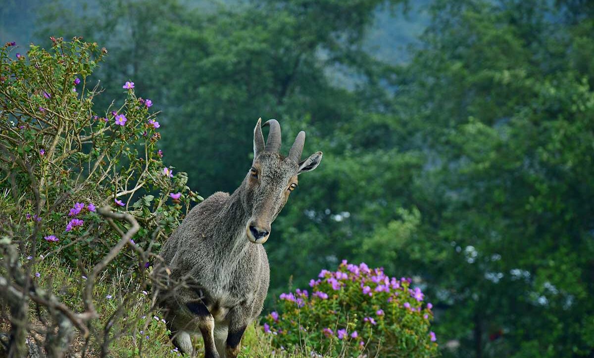 Eravikulam national park, Munnar