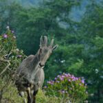 Eravikulam national park, Munnar