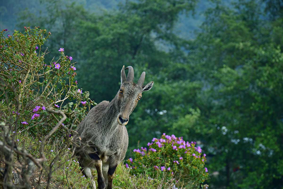 Kerala Tour Package: 5 Nights 6 Days