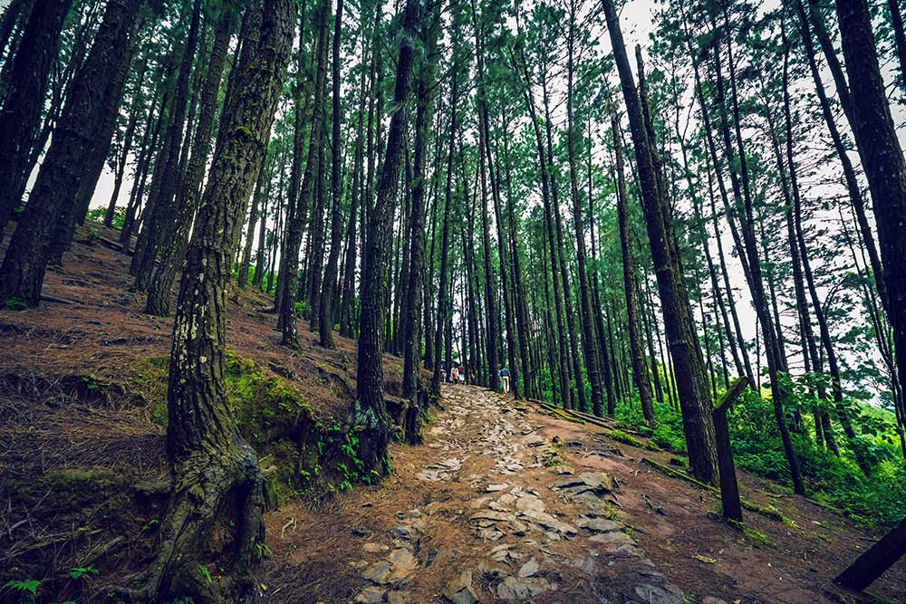 Pine forest in vagamon kerala