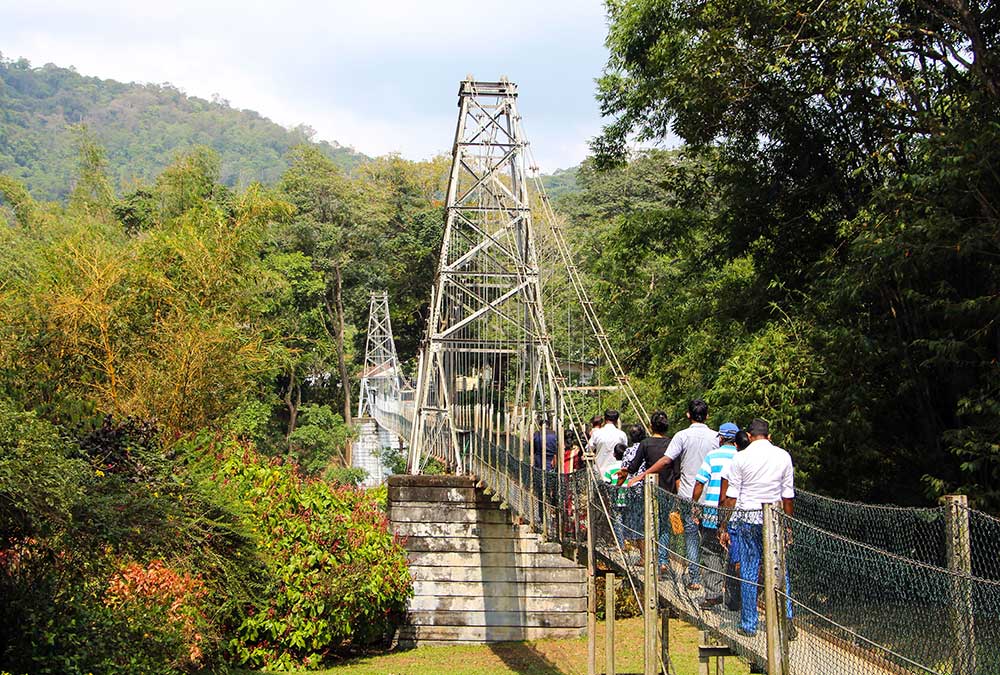 Bridge royal botanic gardens peradeniya kandy sri lanka