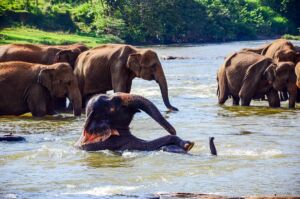 Sri Lank Tour Package: 03 Nights / 04 Days