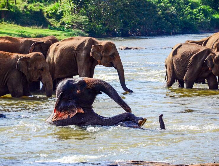Sri lankan elephants swimming in the river at pinnawala elephant orphanage
